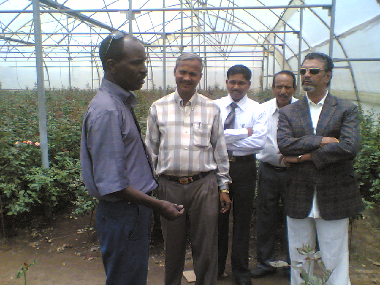 Greenhouse Project 52